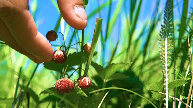 野草莓。视频下载