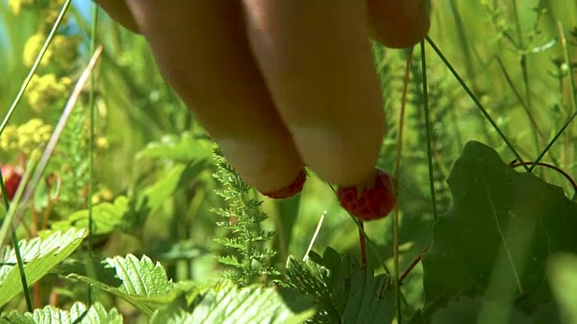 野草莓。视频下载