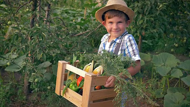 秋收时节，兴高采烈的男孩戴着草帽，双手捧着装着新鲜蔬菜的盒子在花园里视频下载