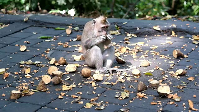 滑稽饥饿的猴子吃水果。视频素材