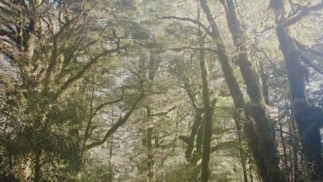 一个背着背包的女人走进米尔福德小道的森林视频下载