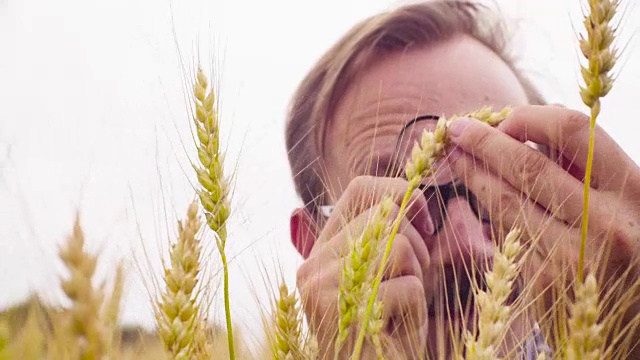 生态学家考察小麦的手视频下载