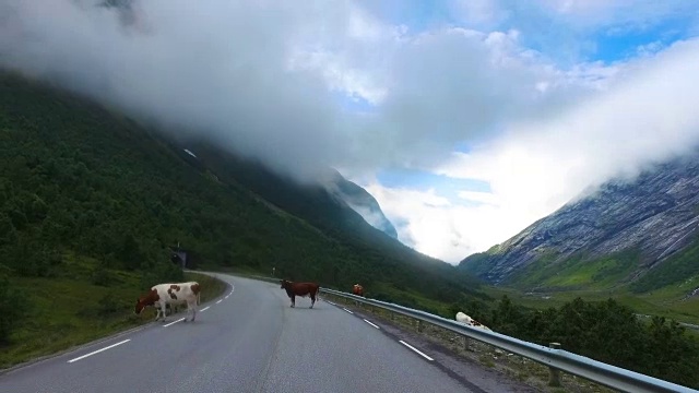 在挪威的路上驾驶汽车。牛挡住了交通的道路。视频素材