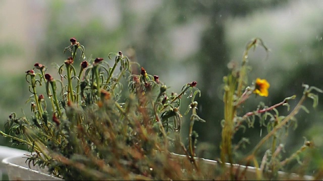 雨落在阳台上——雨天的景象视频素材
