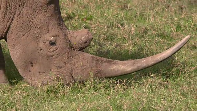 白犀牛在绿色的平原上吃草视频下载