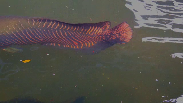 巨舌鱼或pirarucu鱼在河里体型很大视频素材