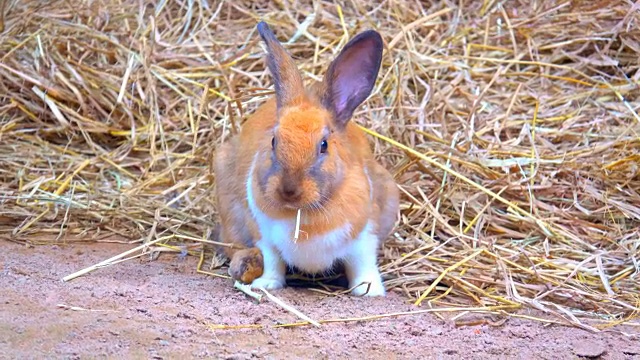 兔子趴在地上，兔眉吃草视频下载