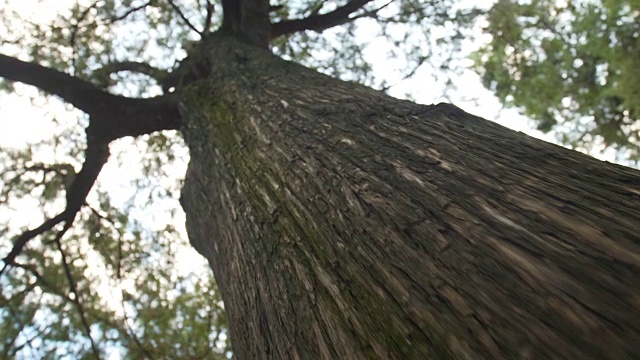 大树干视频素材