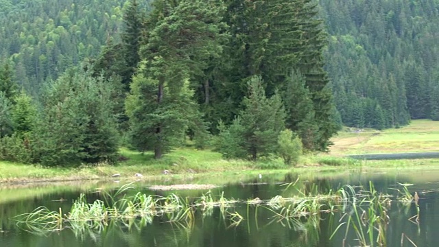 保加利亚，多斯贝特水库，翠绿的松树和它们在水面上的倒影视频素材