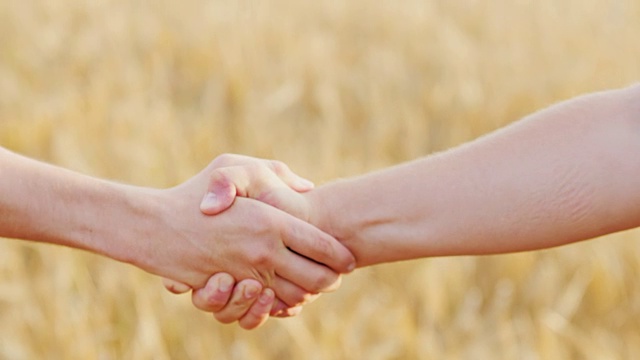 在麦田的背景下，两个成功的农民坚定地握手。处理农业综合企业的概念视频下载