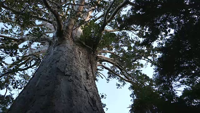 新西兰贝壳杉视频下载
