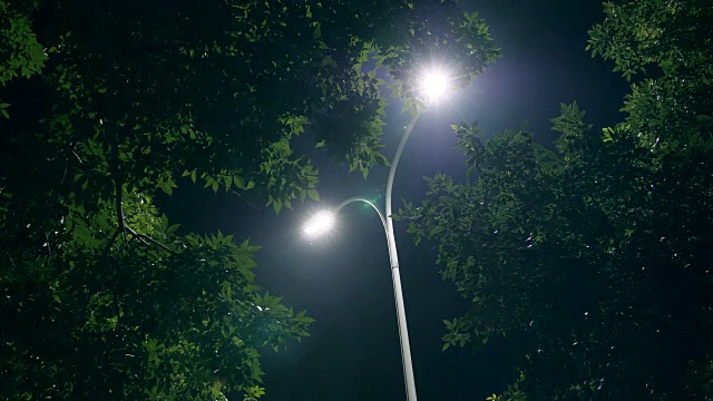 夜树与灯视频下载