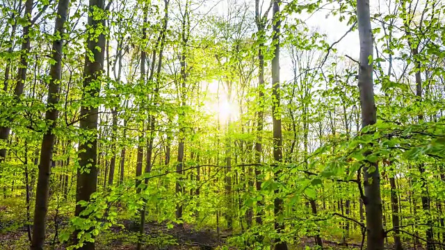 鹤:德国森林里春天的日落视频素材