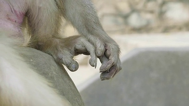 猴子的手。Swayambhunath寺庙，加德满都，尼泊尔。视频下载