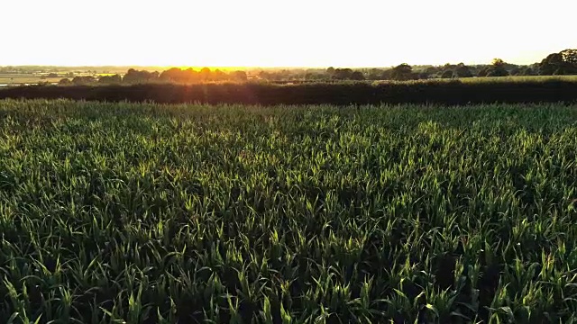 鸟瞰图上的日落，静态盘旋在新鲜的叶片绿色的玉米田视频素材