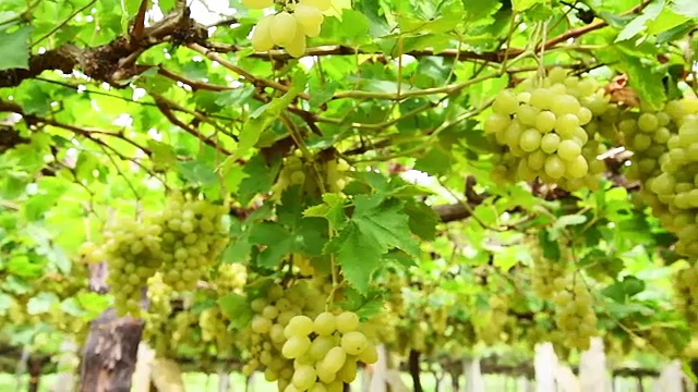 葡萄园里的白葡萄视频素材
