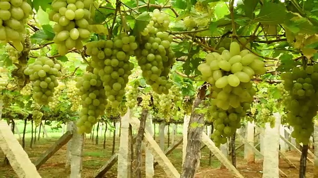 葡萄园里的白葡萄视频素材