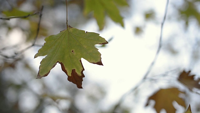 在阴天的冬天，无花果树的枯叶在树枝上。视频素材