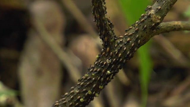 印度尼西亚苏门答腊岛，一群蚂蚁在树枝上移动食物视频素材