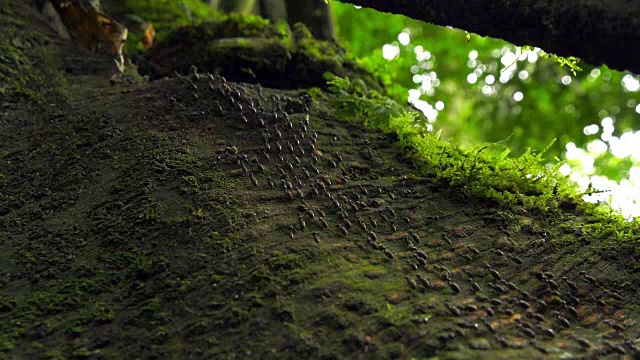 印度尼西亚苏门答腊岛，一群蚂蚁在树枝上移动食物视频下载