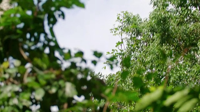 白手长臂猿(Hylobates lar)从一棵树上跳下来，印度尼西亚苏门答腊岛视频素材