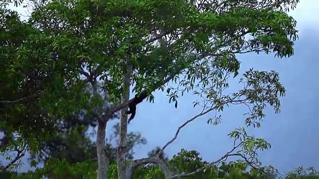 在印度尼西亚苏门答腊岛的树上攀爬的白手长臂猿视频素材