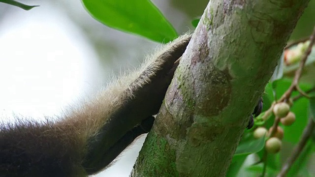 白手长臂猿(Hylobates lar)的手在苏门答腊岛，印度尼西亚的一个分支的特写视频素材