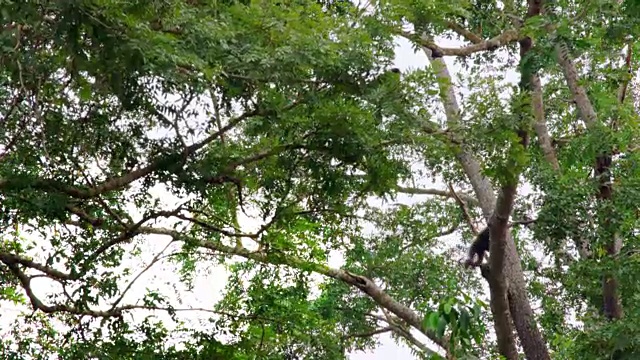 在印度尼西亚苏门答腊岛的树上攀爬的白手长臂猿视频素材