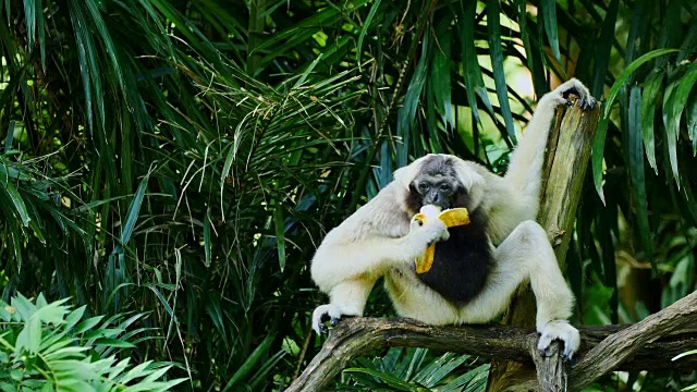 长臂猿吃香蕉。视频素材