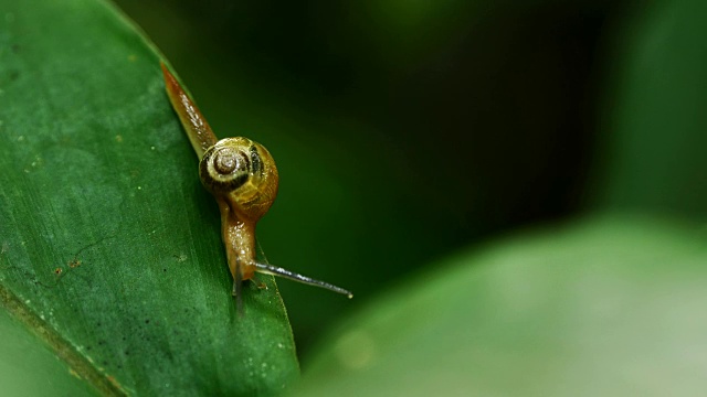 蜗牛在雨林的绿叶上行走。视频下载