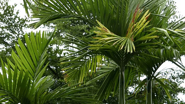 雨中棕榈树的绿叶视频下载