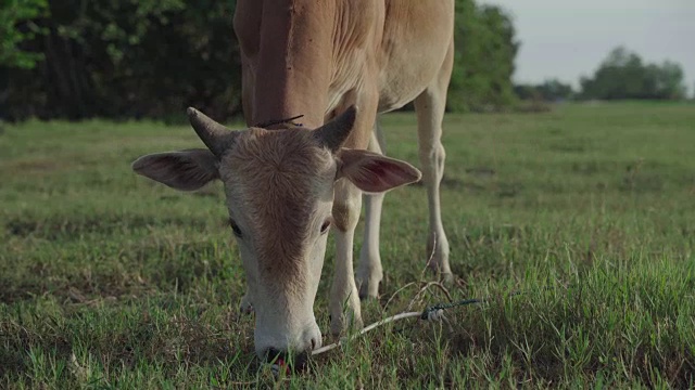 在农村地区放牧的牛景观视频素材