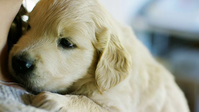 一个女孩抱着一只可爱的金毛猎犬小狗的肖像。视频素材