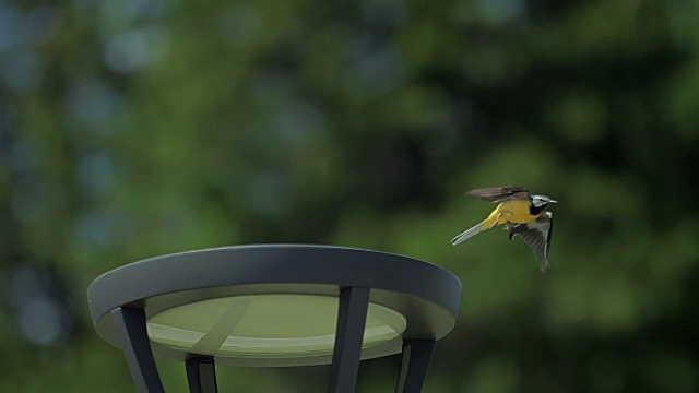 鸟儿(黄臀捕蝇鸟)A美丽的路灯视频素材
