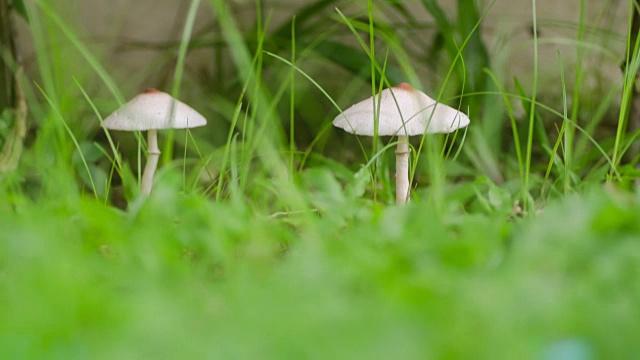 时间流逝的白蘑菇，环境理念视频下载