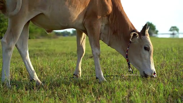 在农村地区放牧的牛景观视频素材