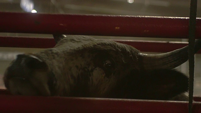 公牛在骑士骑上之前被关在大门里，特写视频素材