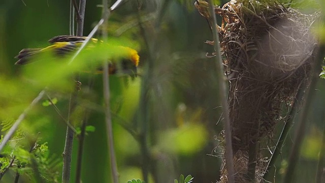 鸟，金织男和鸟巢的慢镜头。视频素材