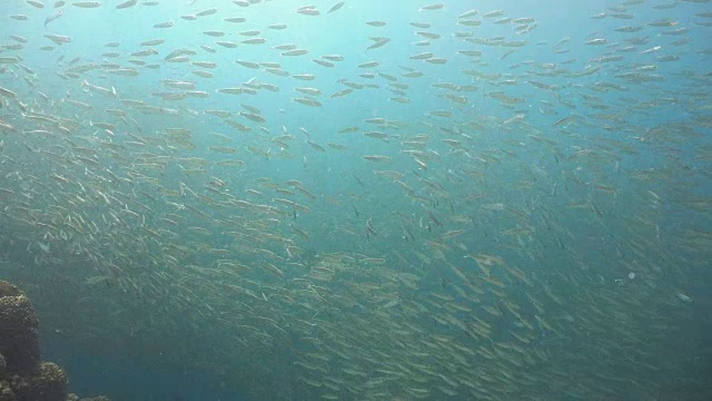 蓝水上的沙丁鱼视频素材