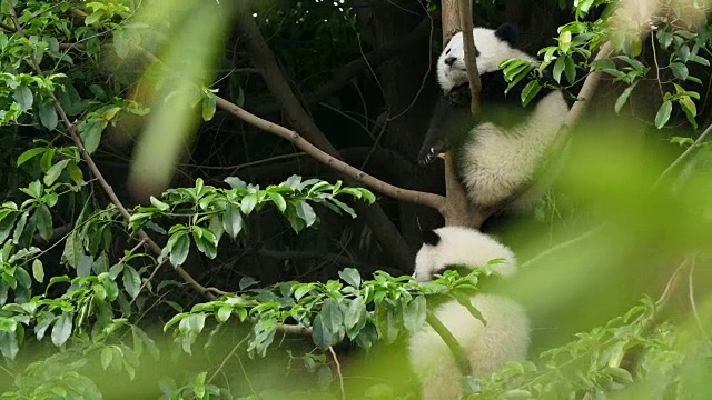 树上的两只可爱的熊猫宝宝，4k视频素材