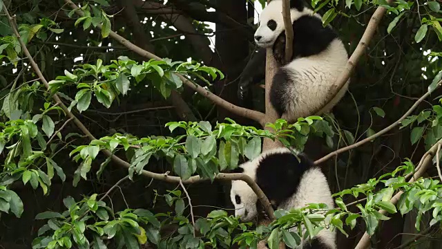 树上的两只可爱的熊猫宝宝，4k视频素材