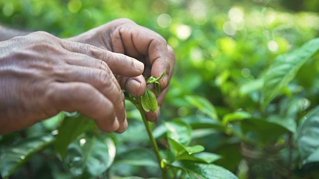 斯里兰卡原始茶园手工制作的白茶视频素材