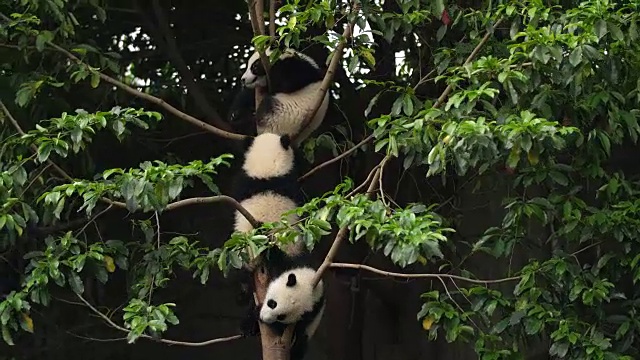 树上三只可爱的熊猫宝宝，4k视频素材