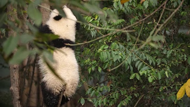 树上一只可爱的熊猫宝宝，4k视频素材