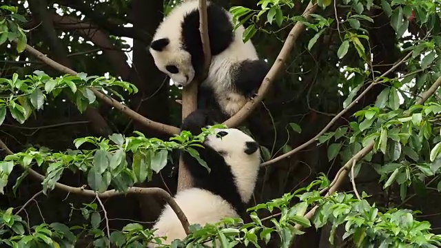 两只可爱的熊猫宝宝在树上玩耍，4k视频购买