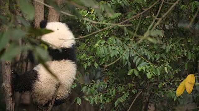 树上一只可爱的熊猫宝宝，4k视频素材