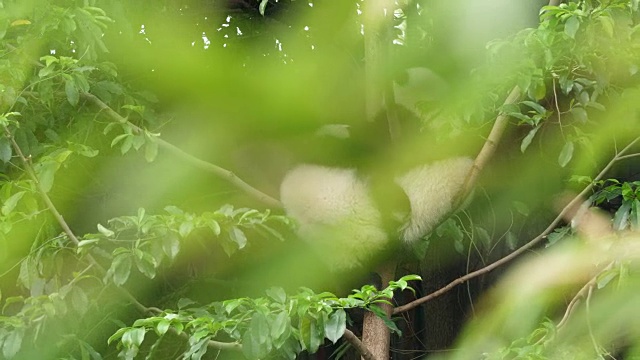 两只可爱的熊猫宝宝在树上玩耍，4k视频素材