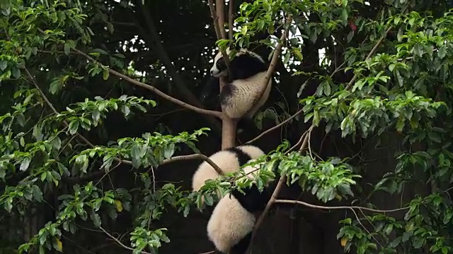 树上三只可爱的熊猫宝宝，4k视频素材