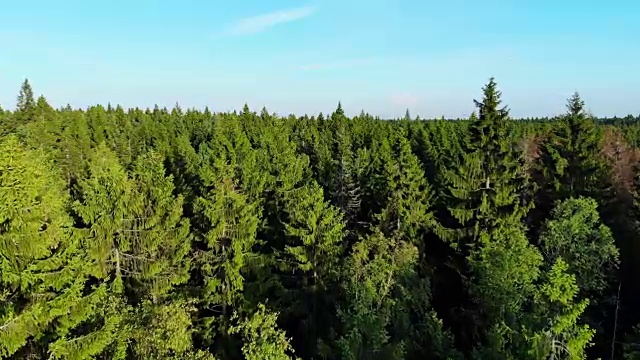 空中飞过松树林，阳光洒在翠绿的树枝上视频下载