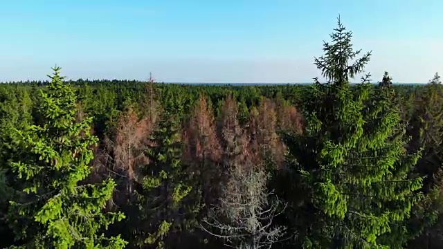 空中飞过松树林视频下载